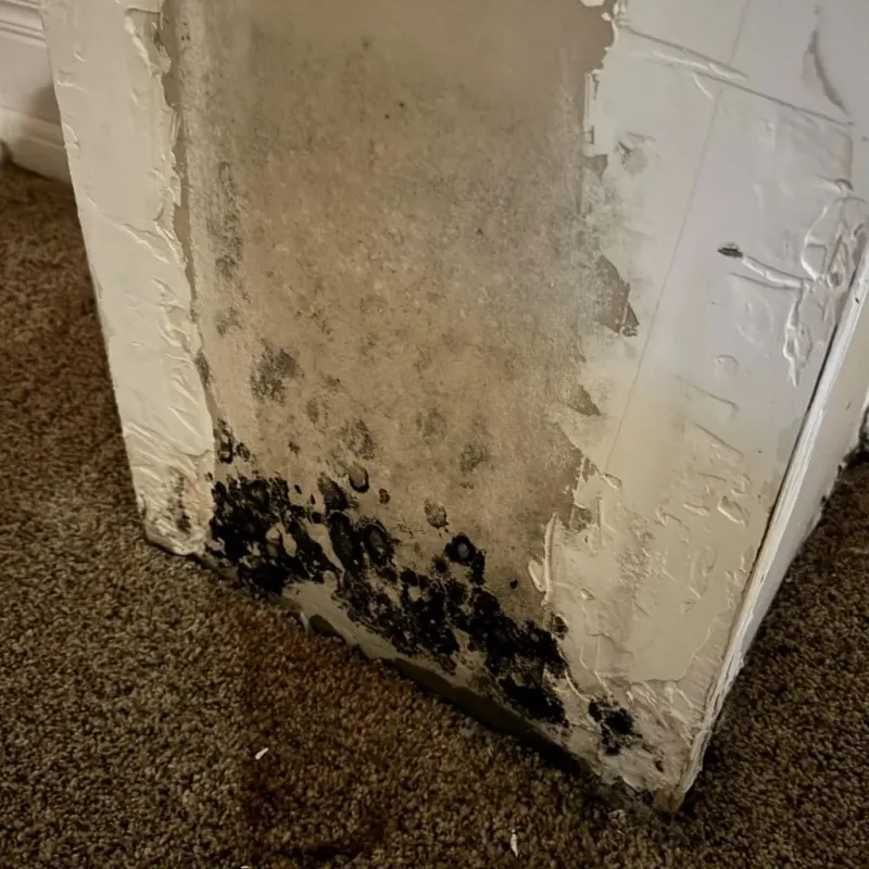 Professional Mold Removal in Portage County, WI
